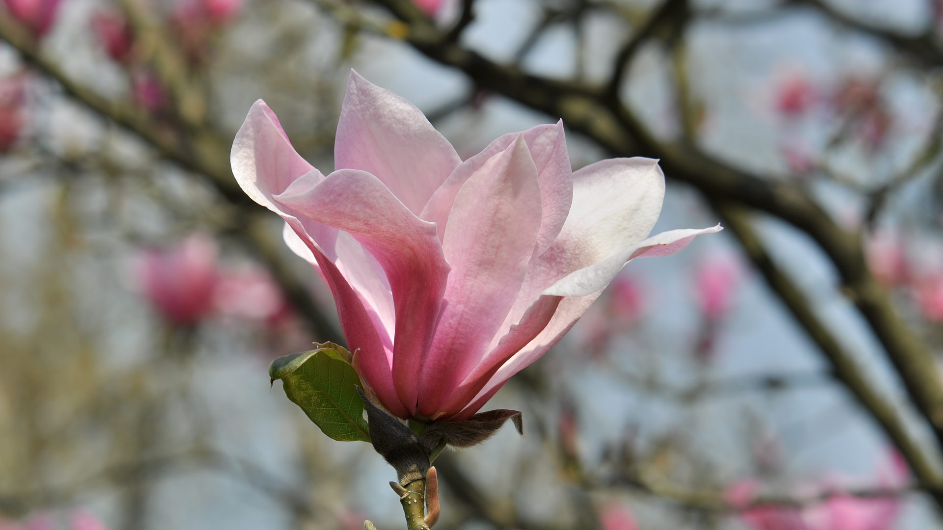 Magnolia (3)