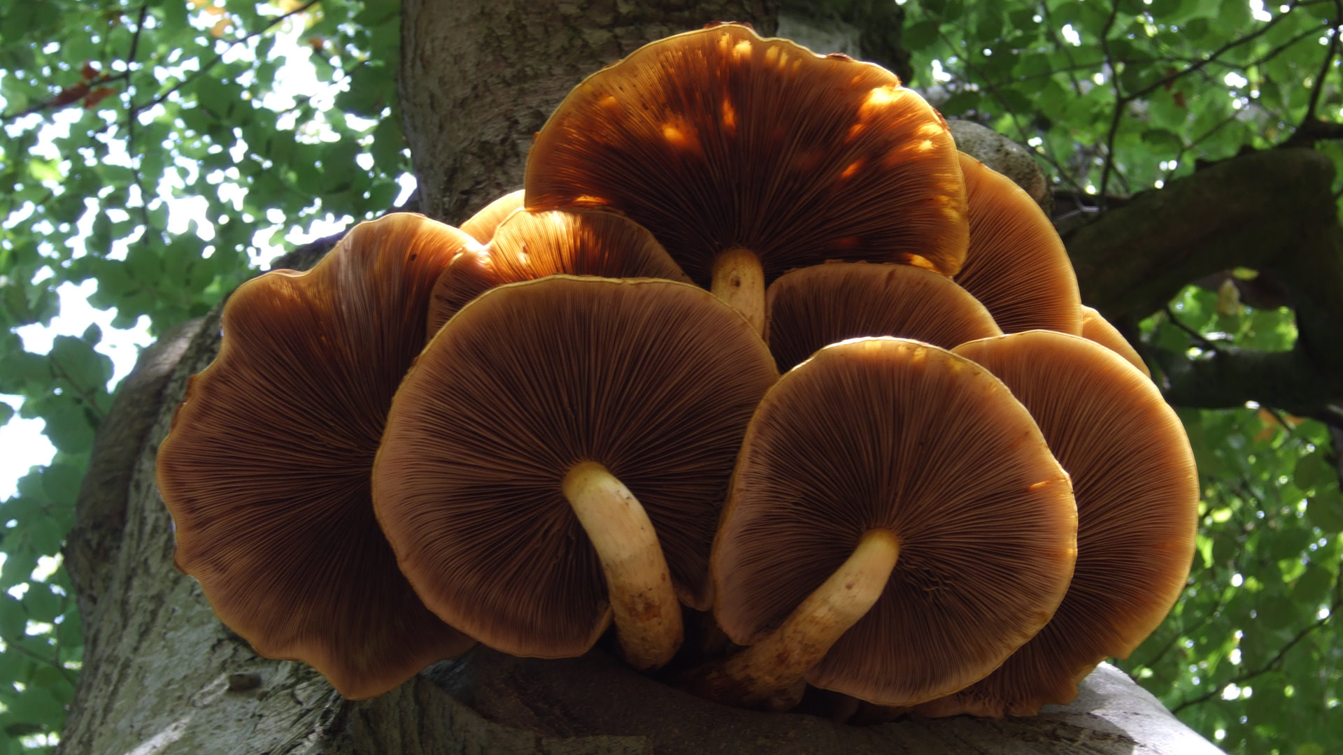 Mushrooms (6)