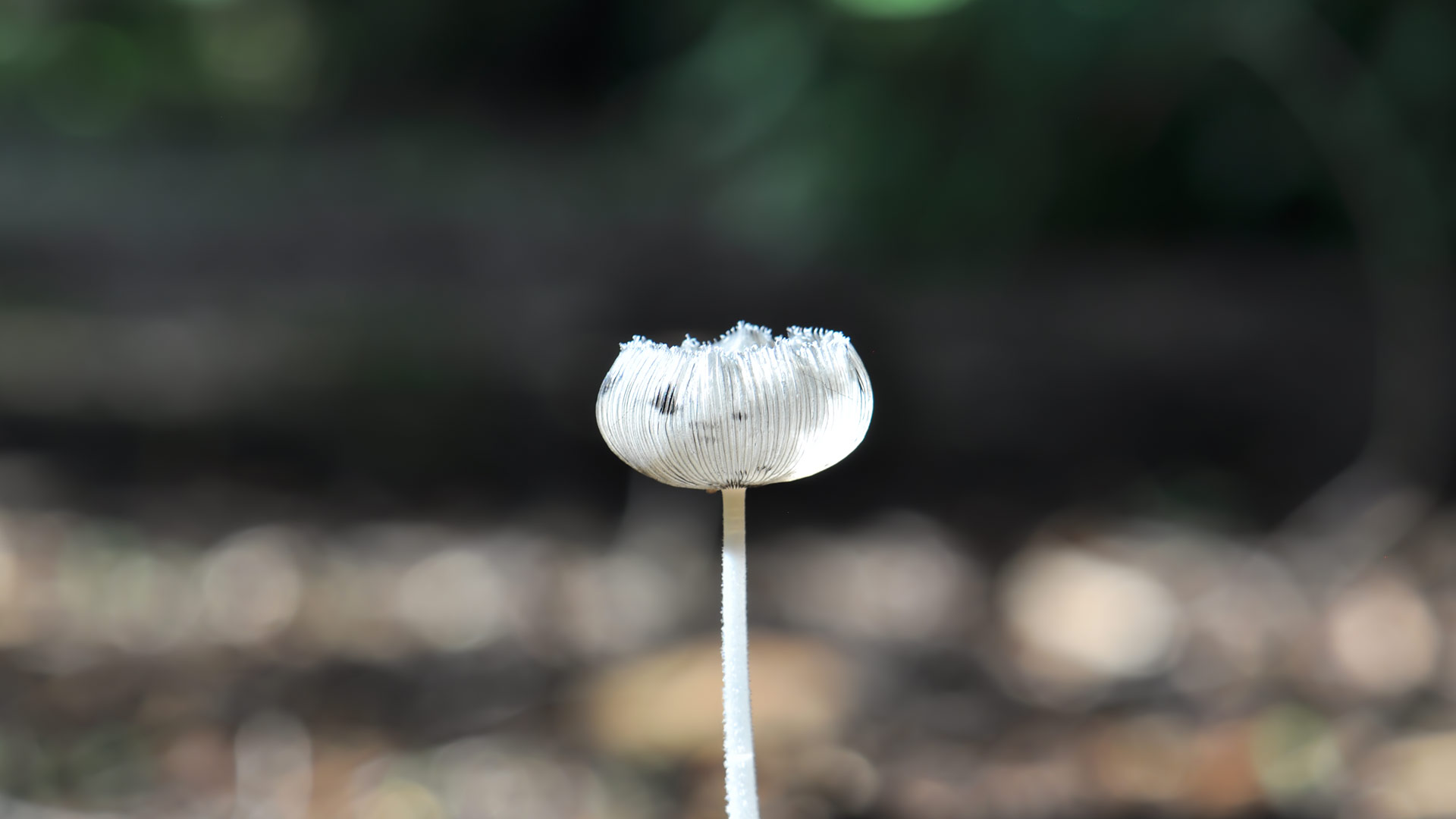 Mushrooms (9)