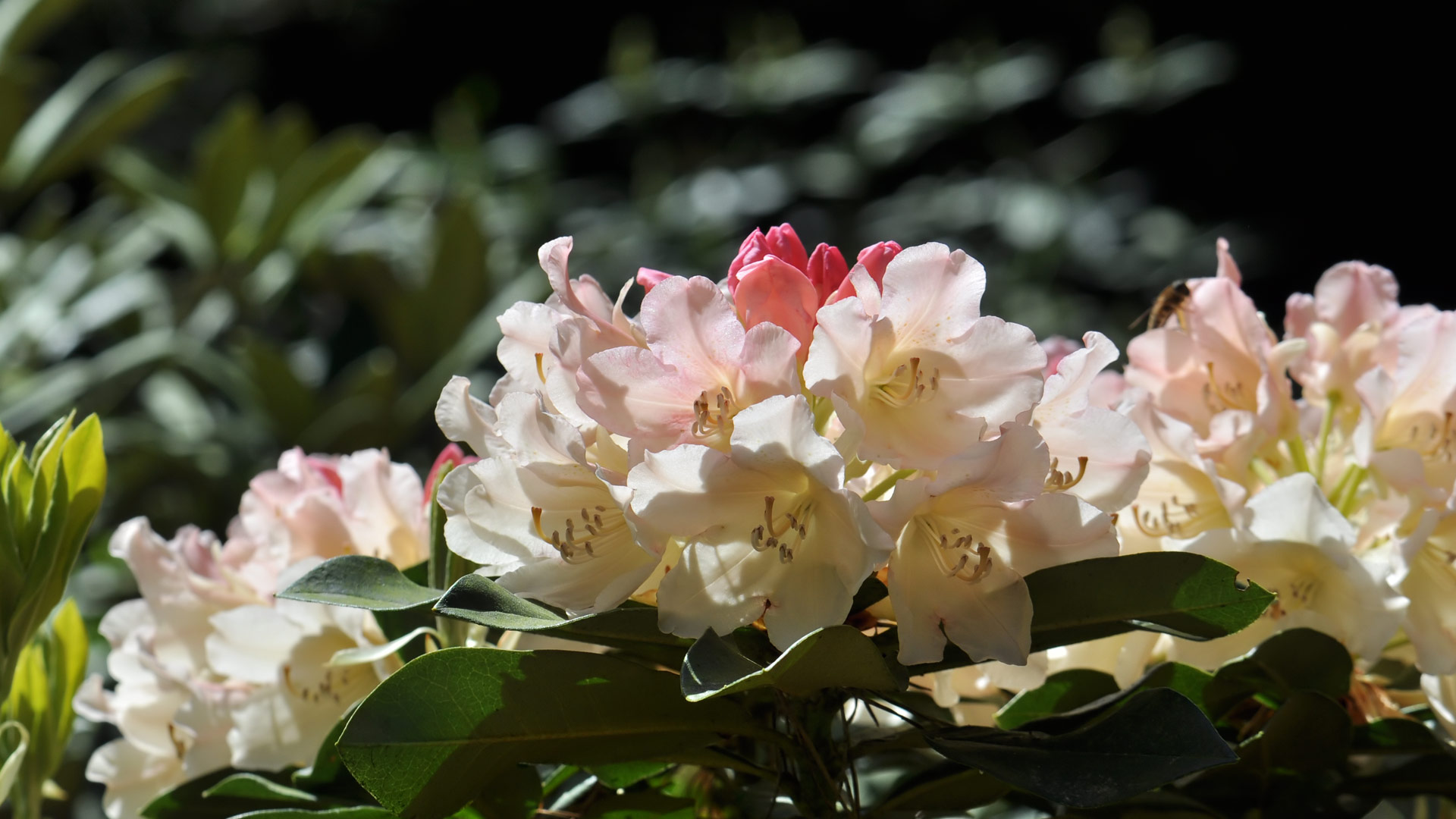 Rhododendron (11)