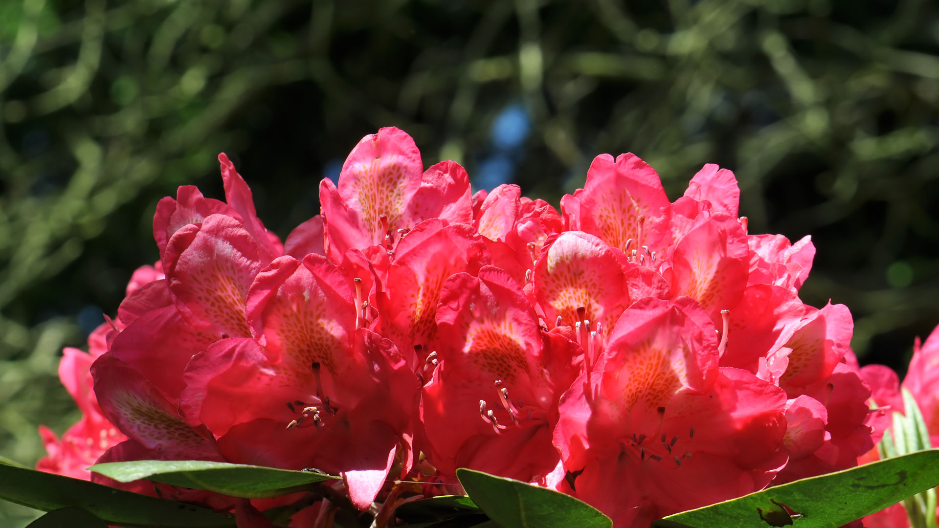 Rhododendron (6)