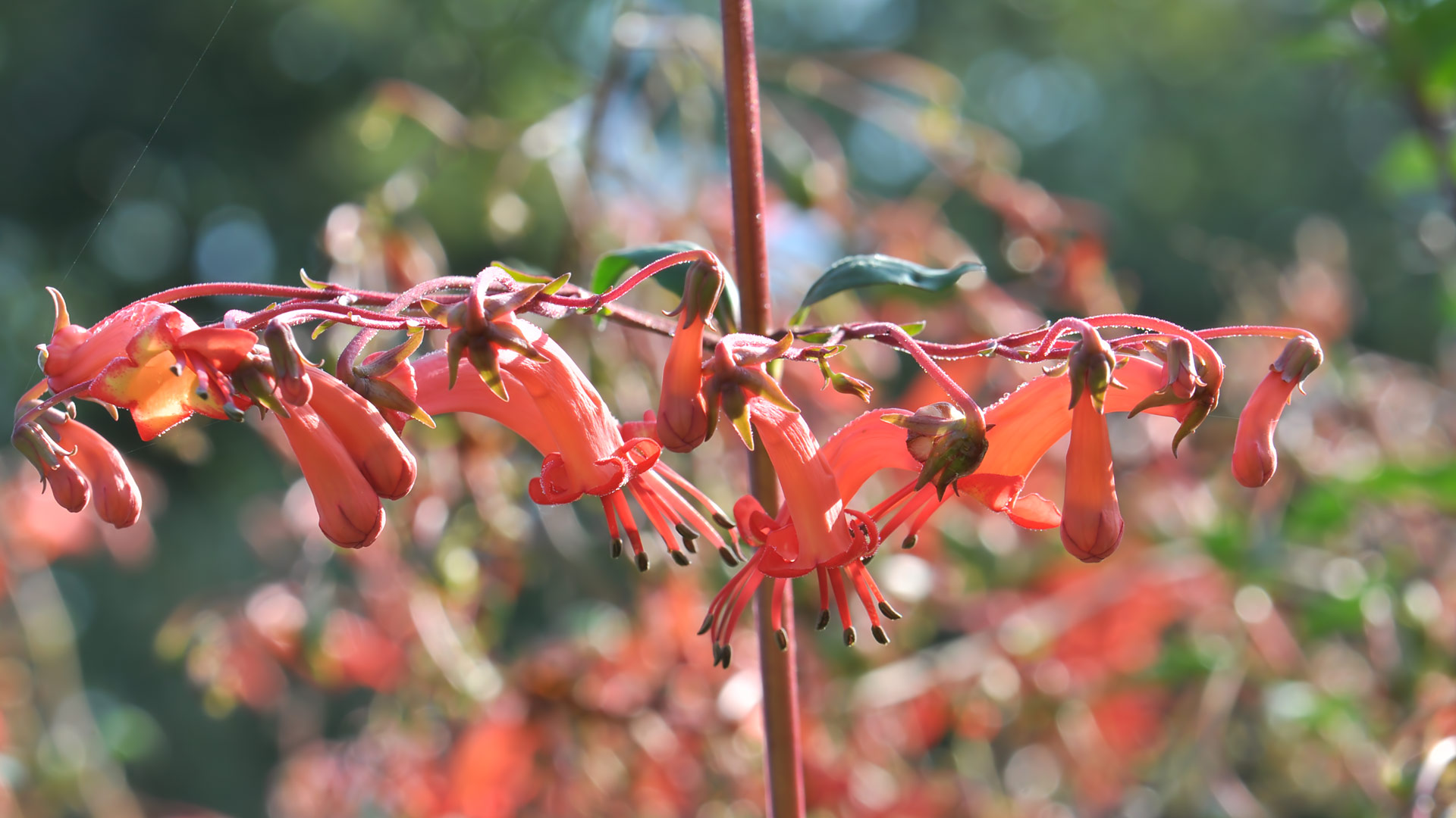 Kaapse Fuchsia (Phygelius capensis)